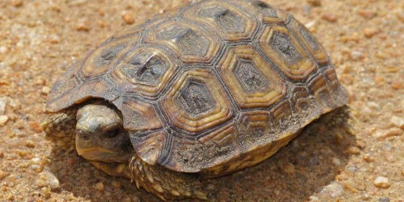 Speke’s Hinge-Back Tortoise