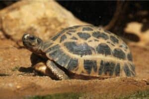 Spider Tortoise