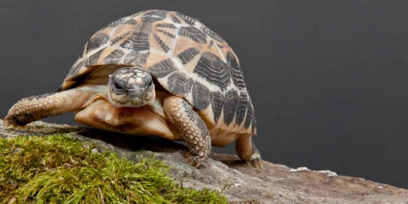 Spider Tortoise (Pyxis arachnoides)
