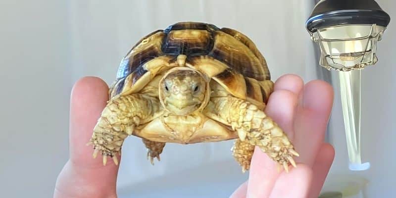 Types of Tortoises that Stay Small Egyptian Tortoise (Testudo kleinmanni)