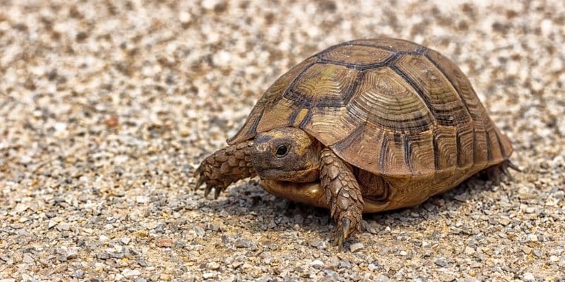 Types of Tortoises that Stay Small Greek Tortoise (Testudo graeca)