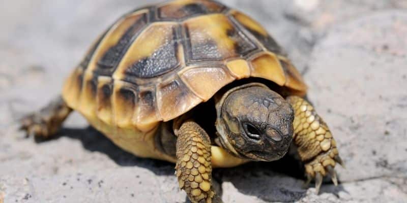 Types of Tortoises that Stay Small Hermann’s Tortoise (Testudo hermanni)