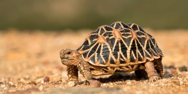 Types of Tortoises that Stay Small Indian Star Tortoise (Geochelone elegans)