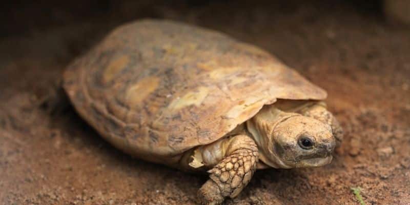 Types of Tortoises that Stay Small Pancake Tortoise (Malacochersus tornieri)