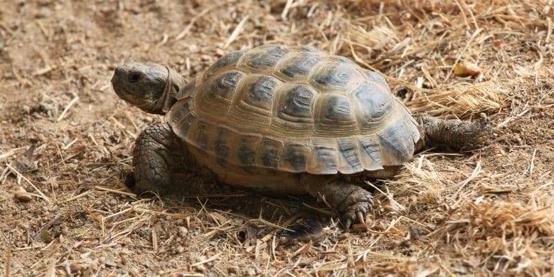 Types of Tortoises that Stay Small Russian Tortoise (Testudo horsfieldii)