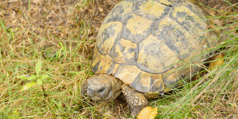 Hermann's Tortoise