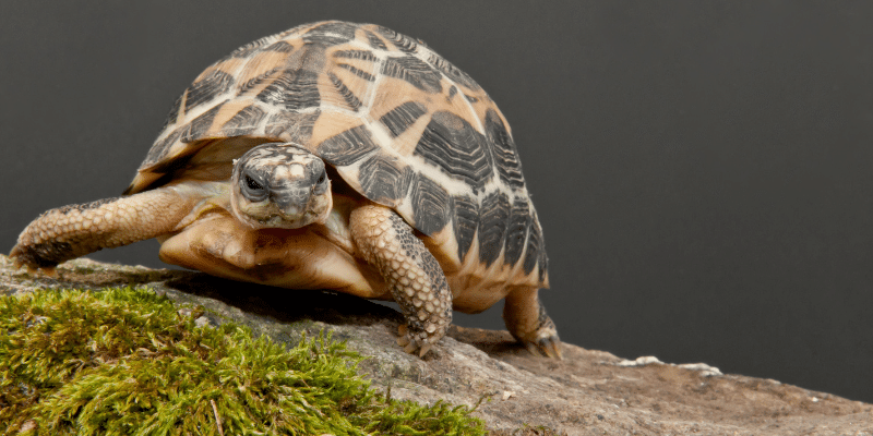 Spider tortoise in the wild