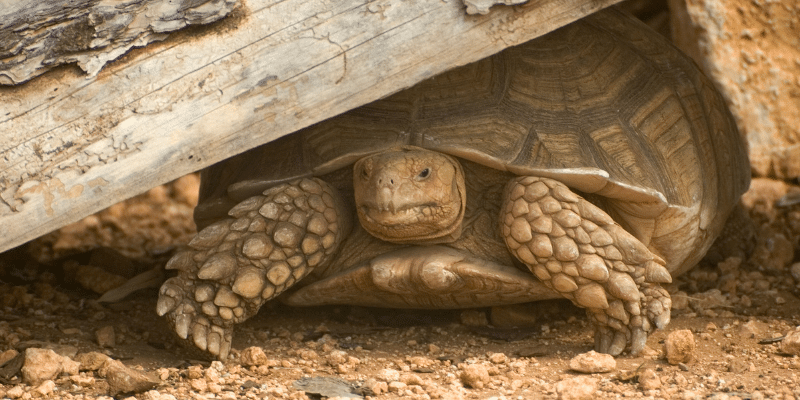 Tortoise in hiding hole