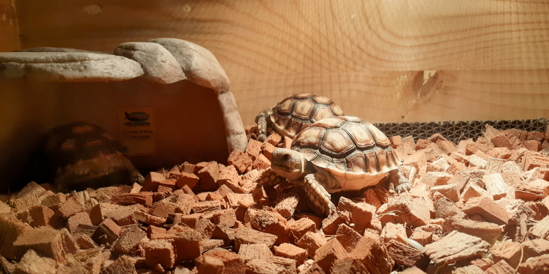 Tortoise in tank with substrate