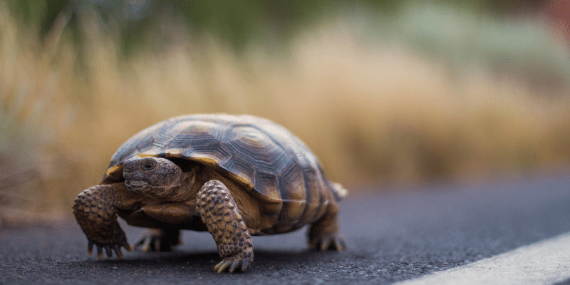 Agassiz's Desert Tortoise (Gopherus agassizi) on a dessert road