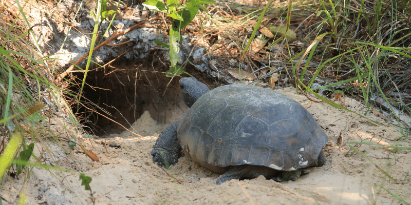 Gopher Tortoise near to it's burrow