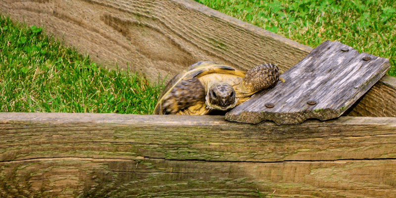 Golden Greek tortoise in an outdoor enclosure