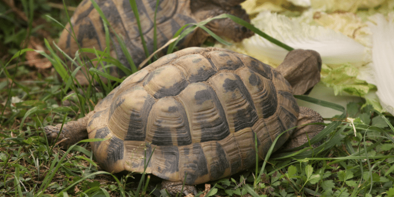 Russian Tortoise