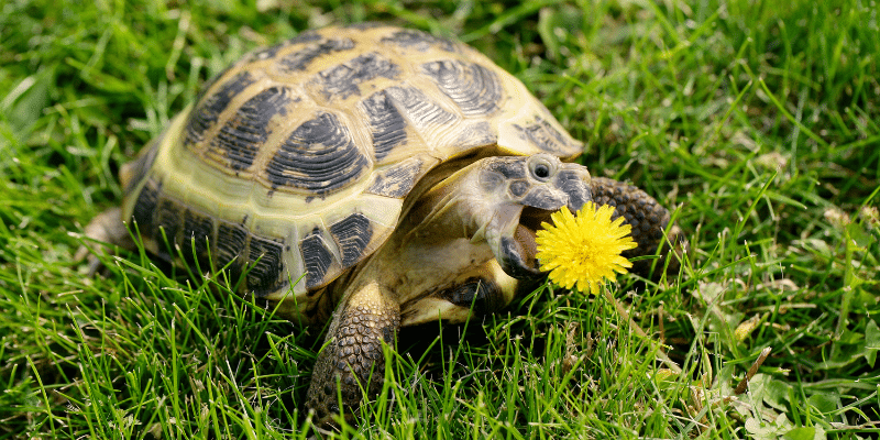 Russian Tortoise eating a dandelion flower