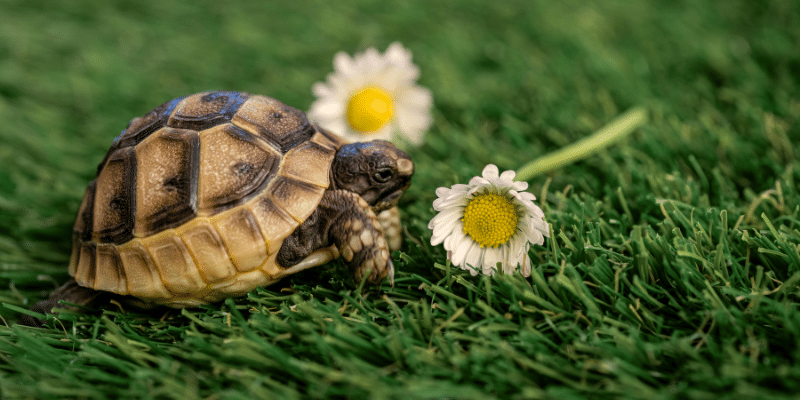 Hermann's Tortoise Hatching