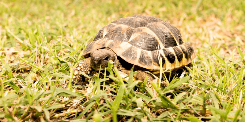 eastern Hermann’s tortoise walking in grass