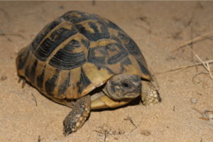 Eastern Hermann’s Tortoise