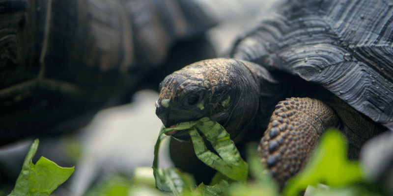 Aldabra Tortoise