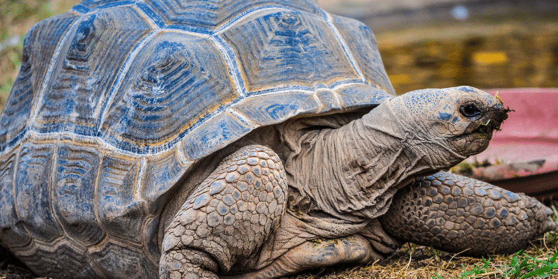 Aldabra Tortoise