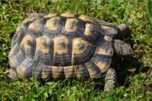 Western Hermann's Tortoise