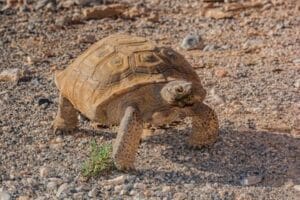 mojave desert tortoise