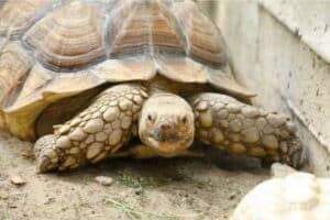 predator proof outdoor tortoise enclosure