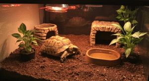 support baby sulcata growth