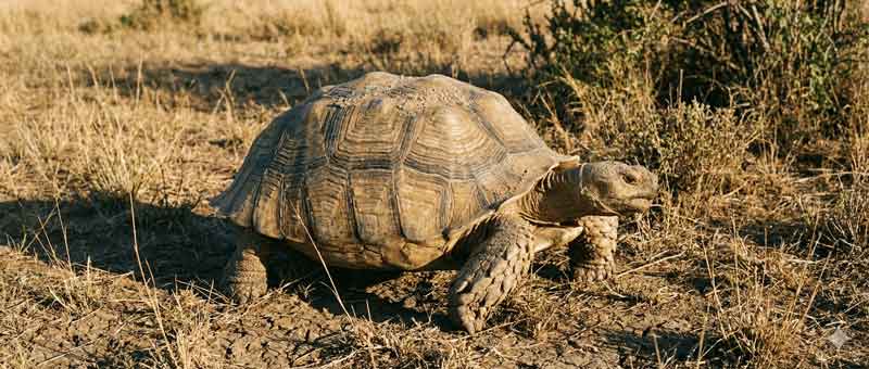 Sulcata Growth From Baby to Adult: How Ingredient Quality Supports Healthy Development 3 Adult Sulcatas