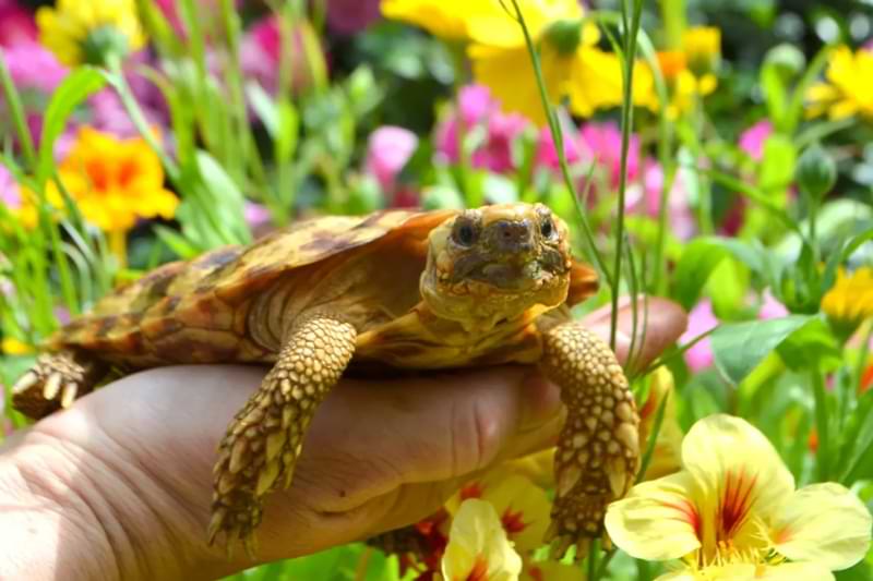 Enrichment and Exercise