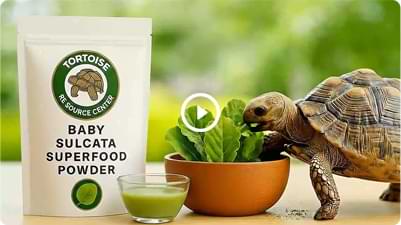 Tortoise Video