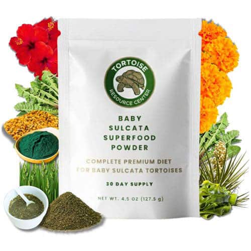 Baby Sulcata Superfood 