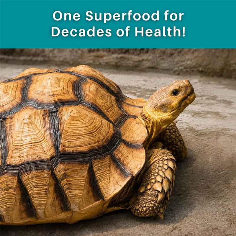 Adult Sulcata Superfood 7 Adult Sulcata Superfood