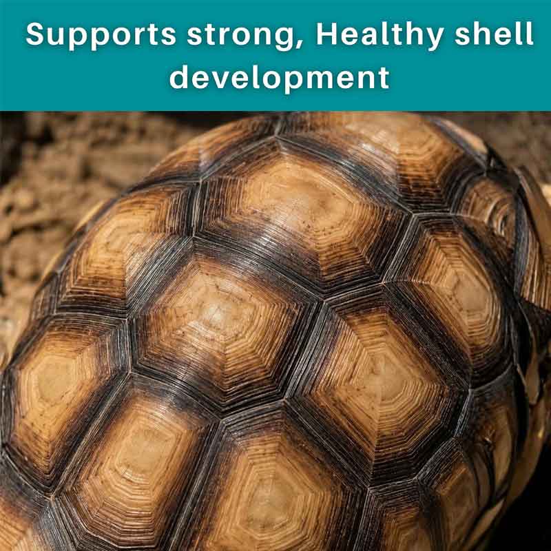 Tortoise Daily Multivitamin 7 Tortoise Daily Multivitamin Supplement